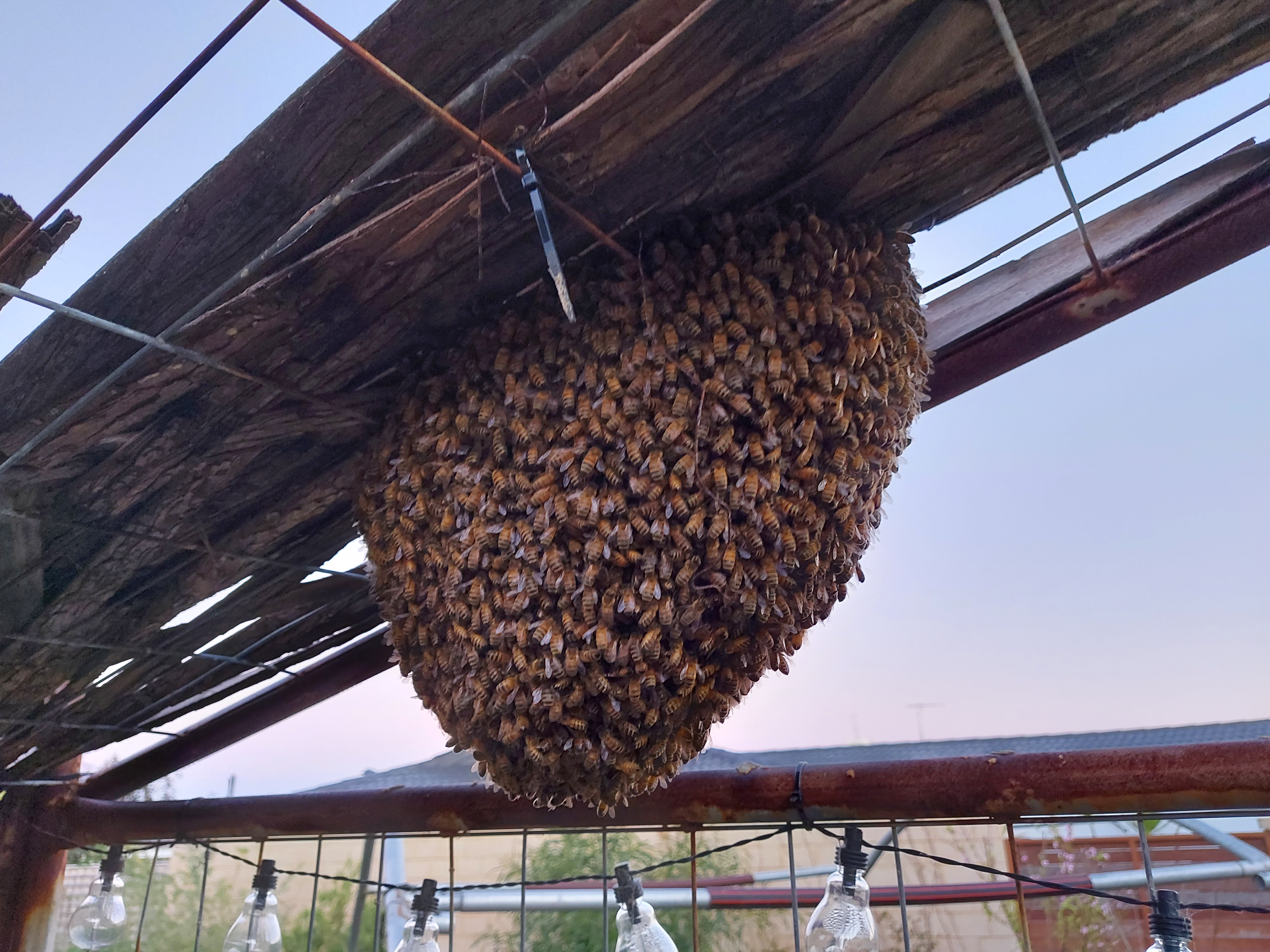 Perth metro hive management